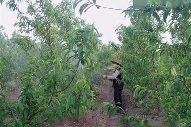 给桃树施肥需要注意哪些方面？