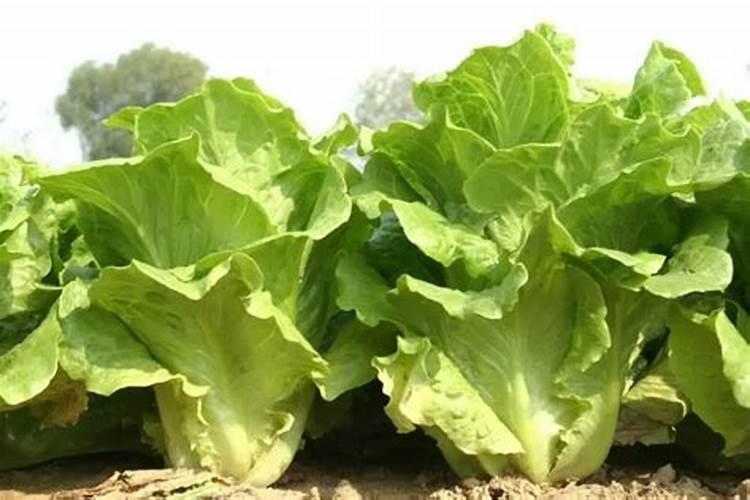生菜几天出苗