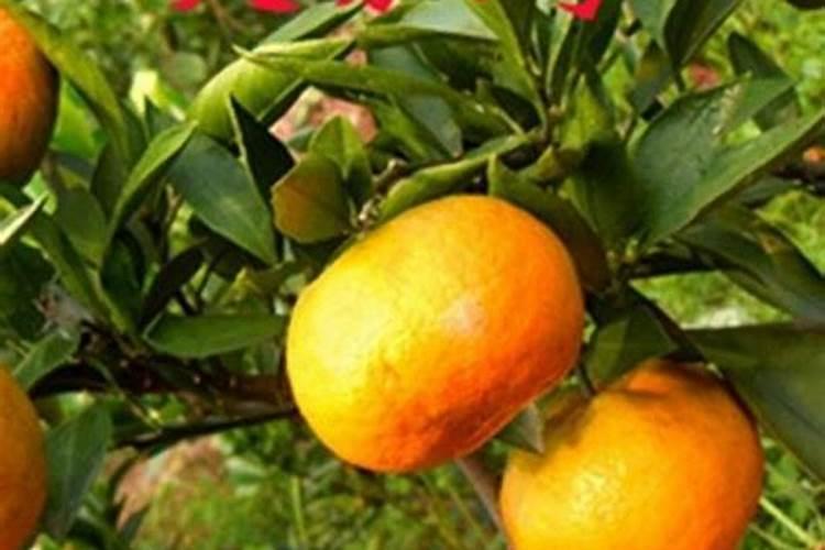 早熟蜜桔、脐橙、葡萄什么时间施肥,怎么施肥