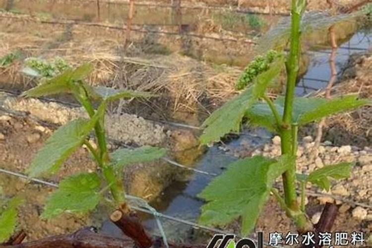第一年葡萄小苗施什么肥