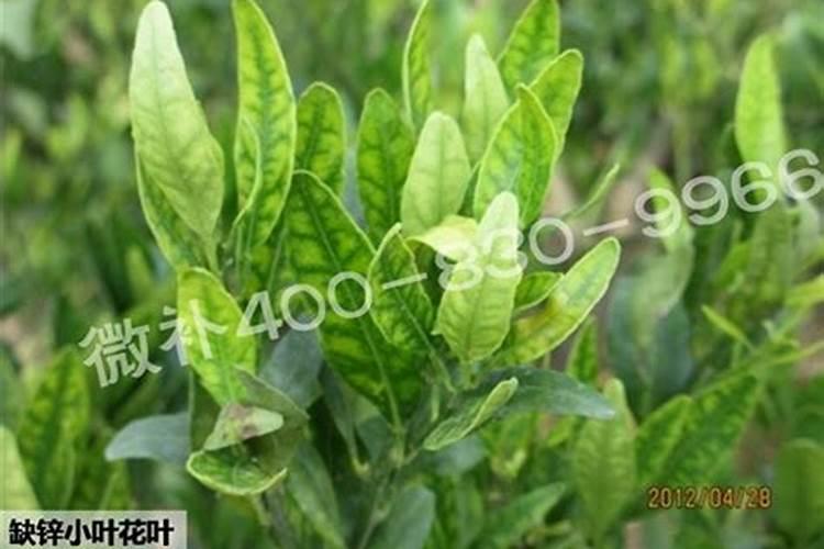 芸苔素和哪些肥料搭配使用,效果最佳呢？