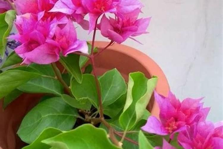 三角梅开花期用什么复合肥合适