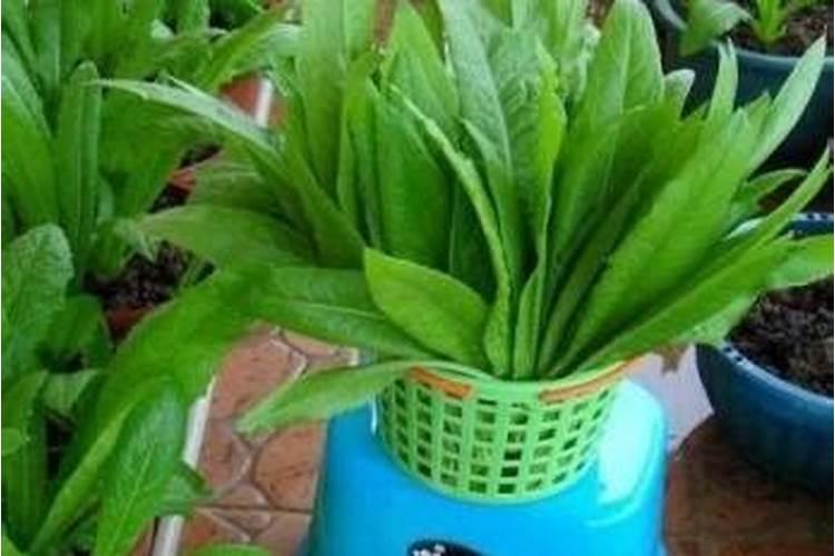 生菜叶片增厚用什么叶面肥