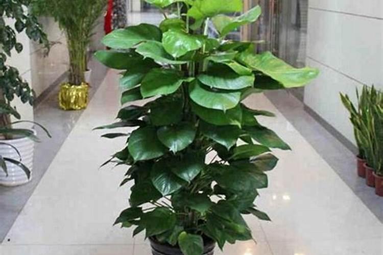 哪些绿植适合氮肥