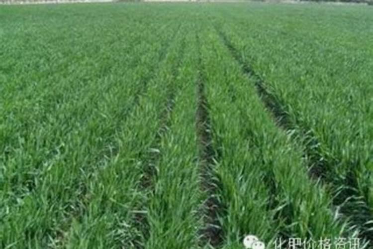 薄肥勤施是什么意思