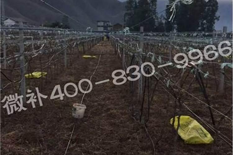 钙过量会对葡葡开花产生怎样的影响？