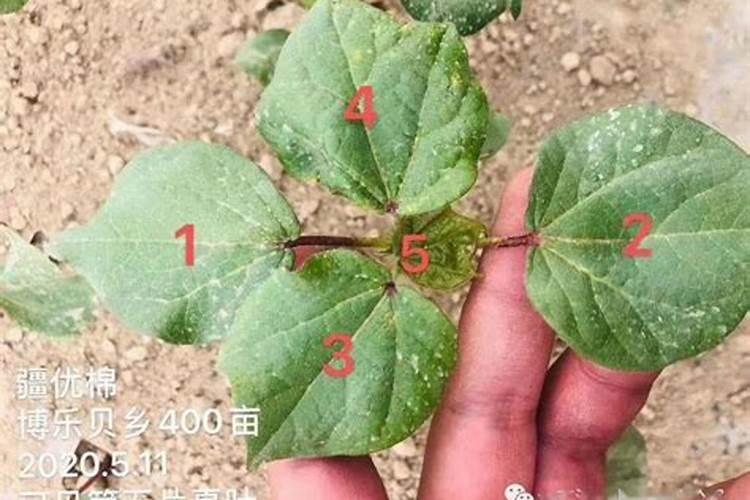 棉花戴帽出土喷什么叶面肥好？