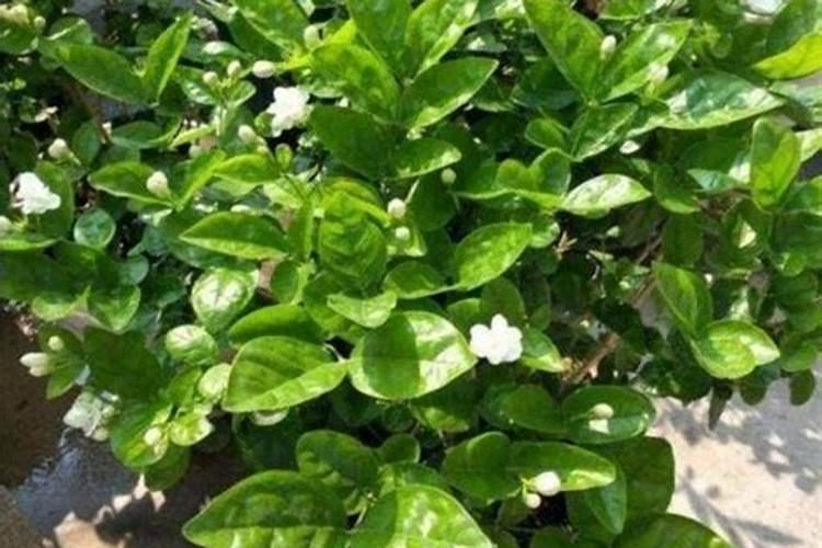 桅子花怎么浇水施肥？