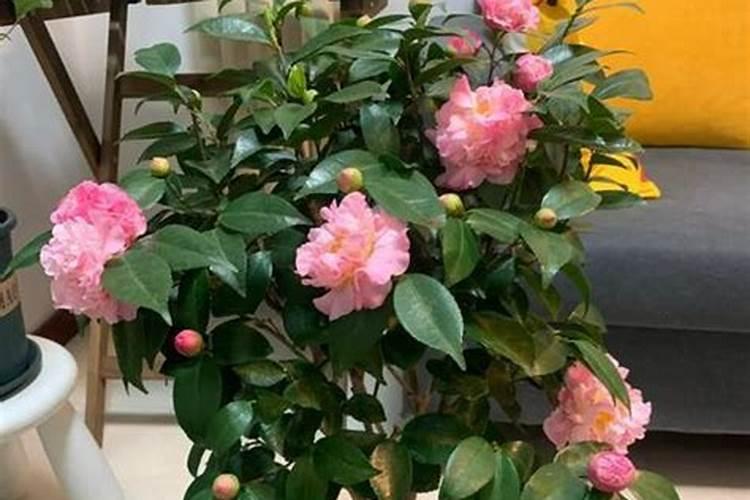 茶花施什么肥？