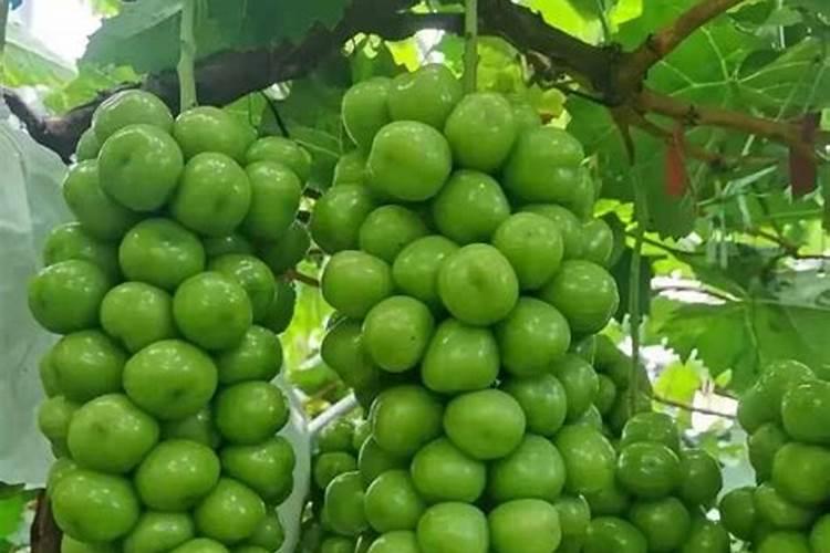 柚子树如何施用鱼蛋白肥,预防倒春寒？