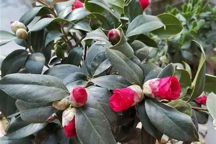 茶花什么时候施肥