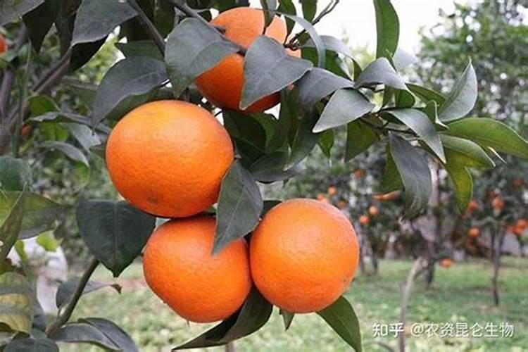 沃柑施肥方法
