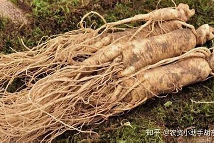 什么肥料促进根系生长