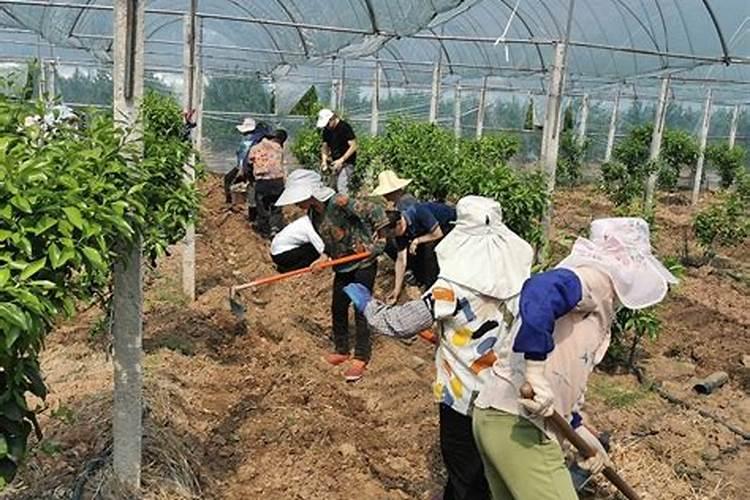 魔芋种植技术及施肥要点 如何养护才能高产