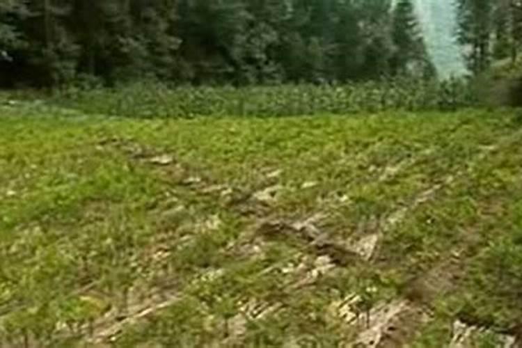 魔芋种植要用什么肥料不会烂？