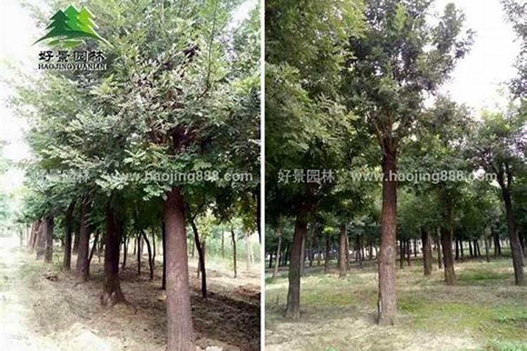 垂槐树小苗怎么施肥最好