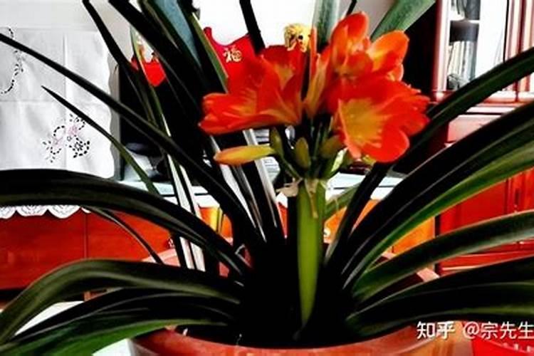 磷肥下了多久会开花 添加磷肥后需要多长时间花会开？