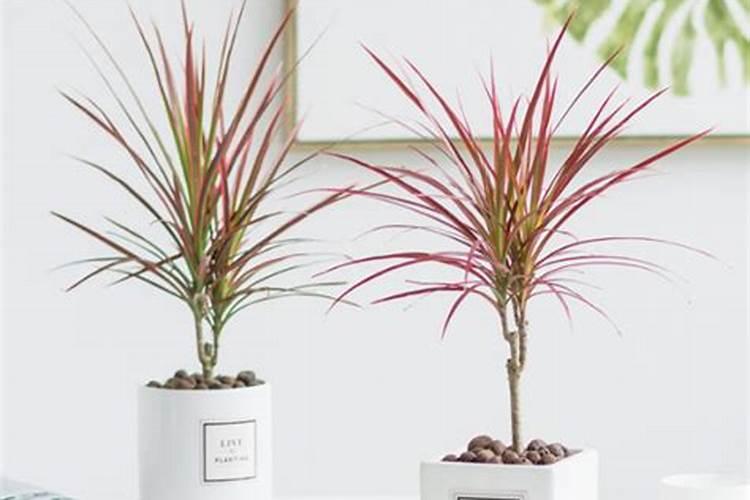 三色千年木的水培注意事项