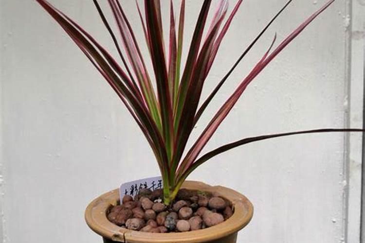 千年木怎么浇水