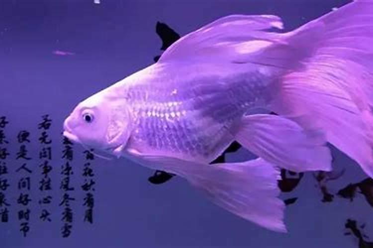 鱼胶原蛋白肽对子宫卵巢的作用