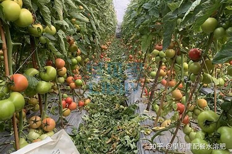 番茄施肥不稀释化肥,会造成哪些影响？