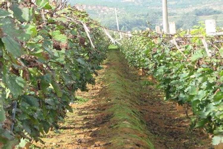 葡萄打什么叶面肥上色快