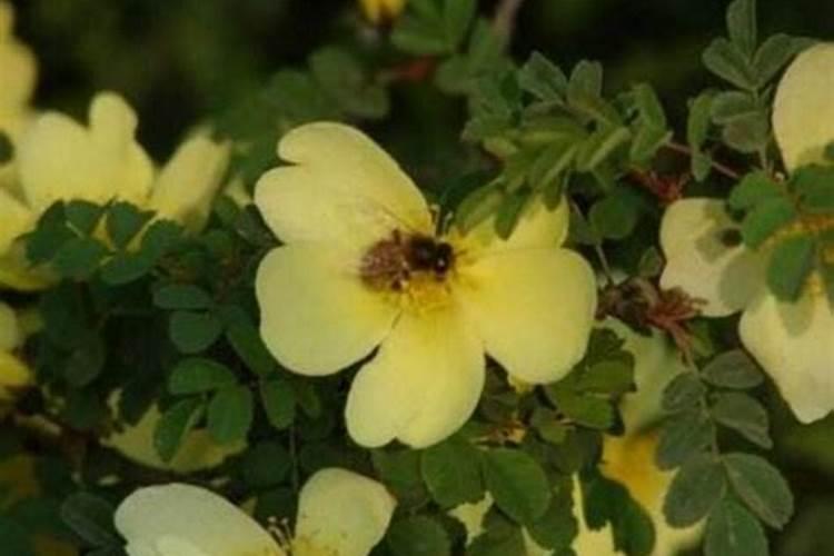 蔷薇花施肥施什么肥料