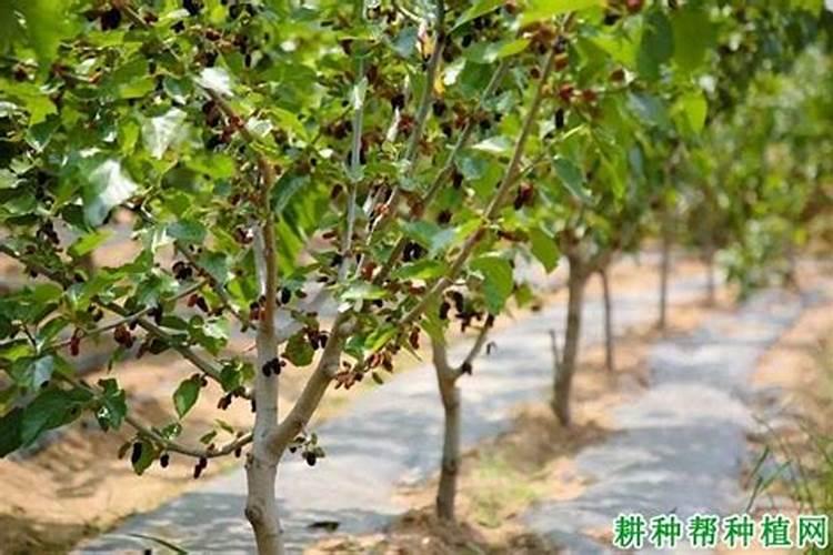 桑树施肥方法大全