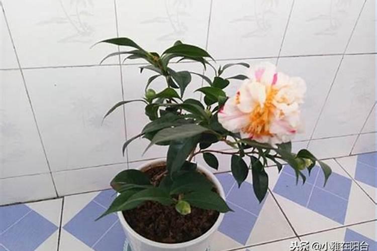 国内比较好水溶肥厂家有哪些？