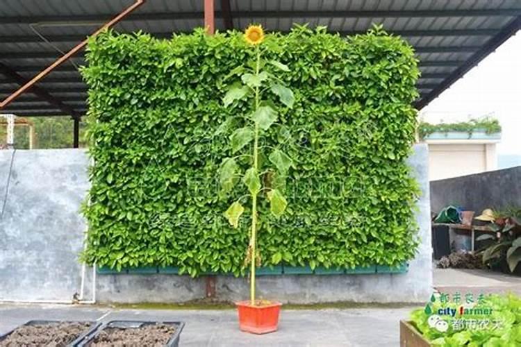 三七盆栽的种植方法