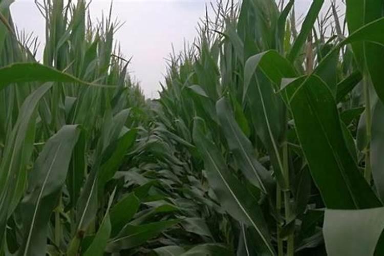 玉米最佳追肥时间是在什么时候？追肥时要注意什么问题？