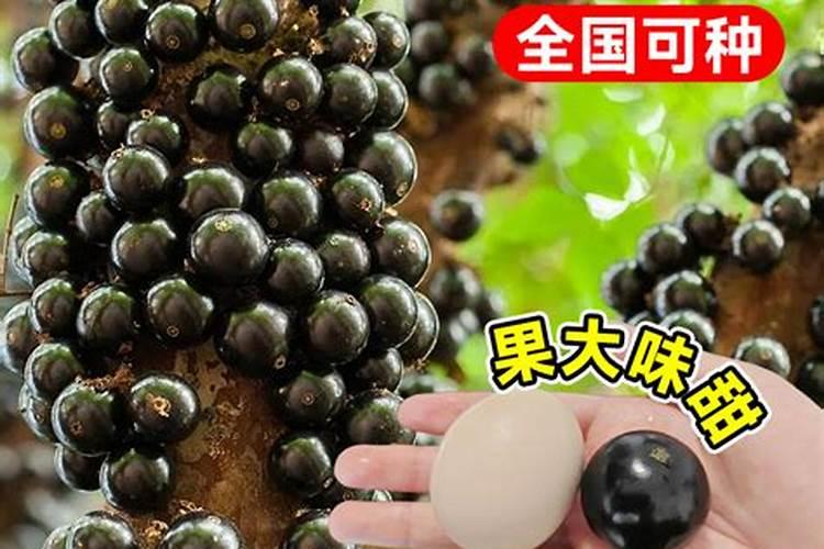 蛋壳属于哪一类垃圾分类