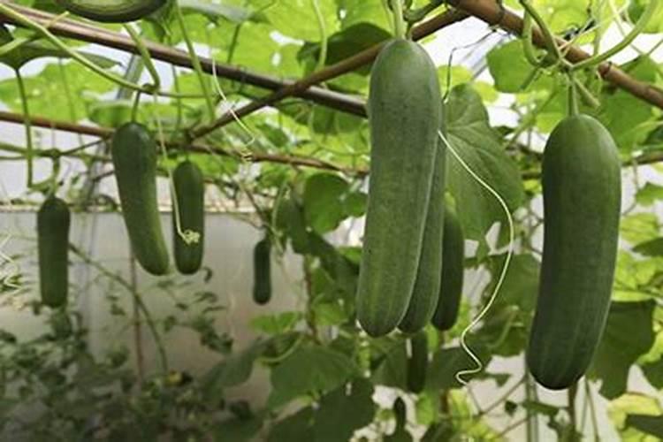 一般的蔬菜瓜果要用到什么肥料
