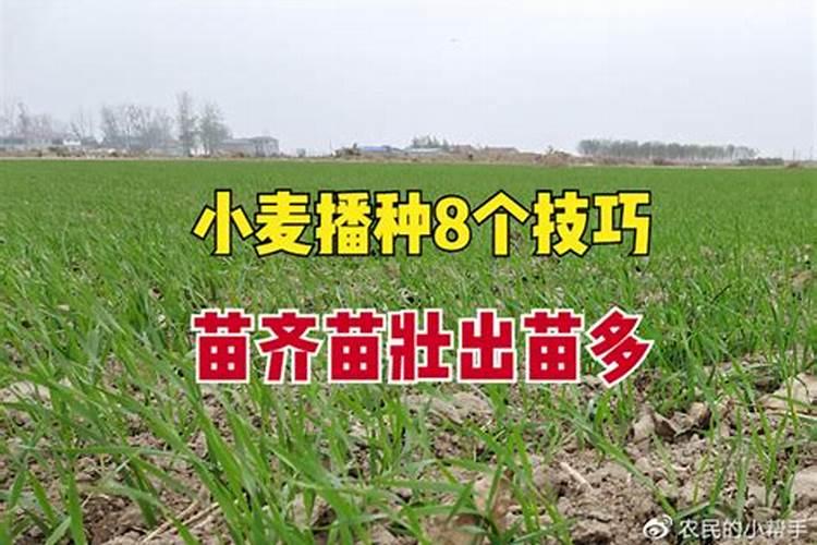 小麦打芸苔素好吗