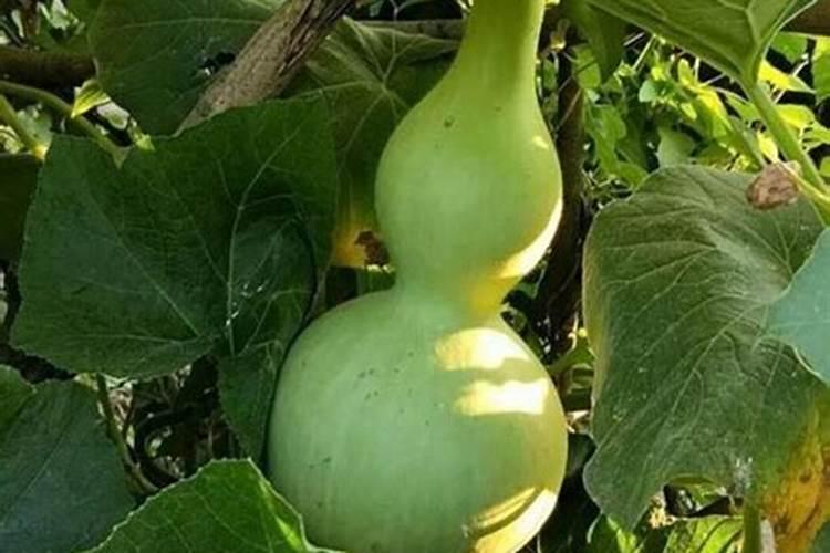 请问种植葫芦能用膨大剂吗,什么时候用？