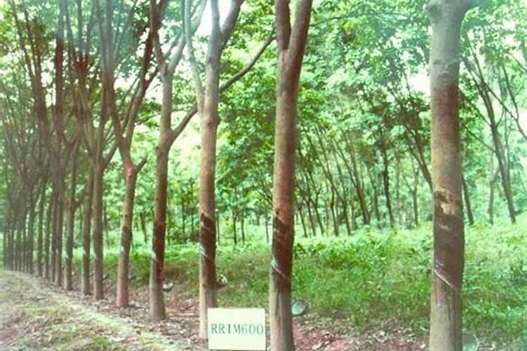 茶花施什么肥最好,什么时候施肥