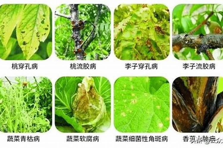 青枯病十大特效药