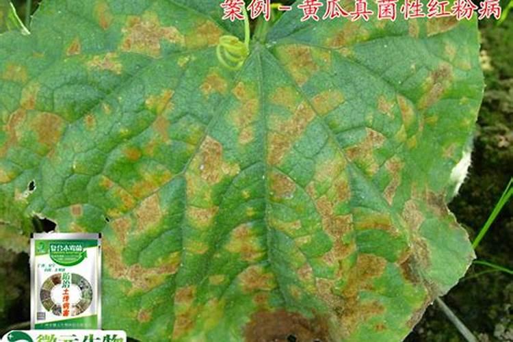 春雷霉素能防治哪些病