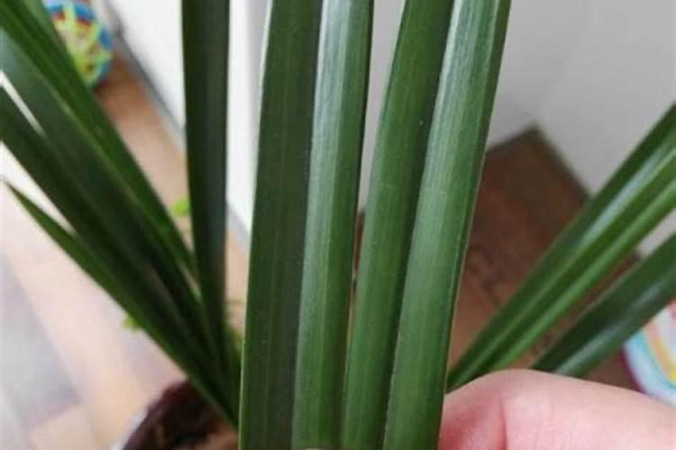 西兰花移苗后施肥过多叶子变焦怎么办