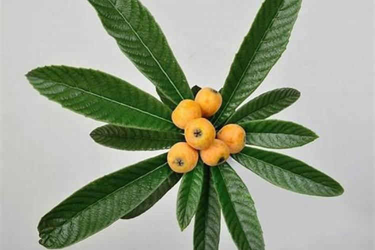 文竹生根粉的使用方法