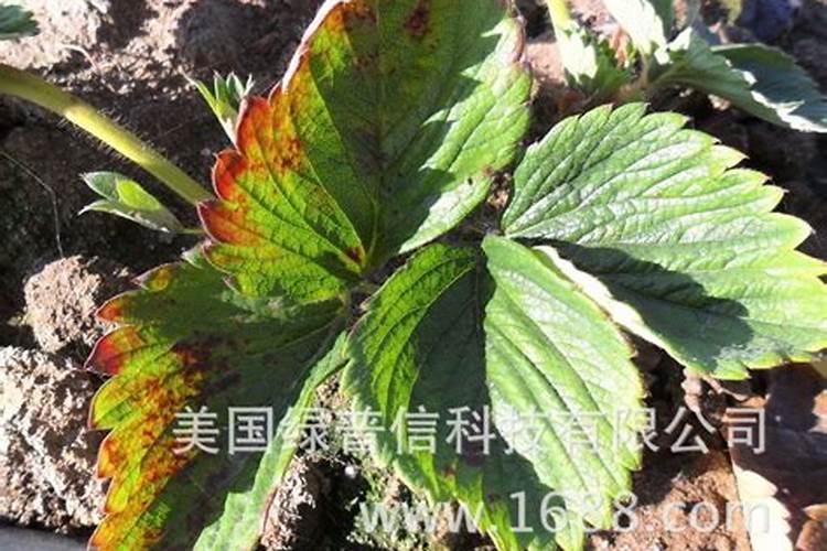 草莓无土栽培的营养液是如何配制的？