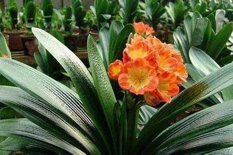 君子兰开花前的养护