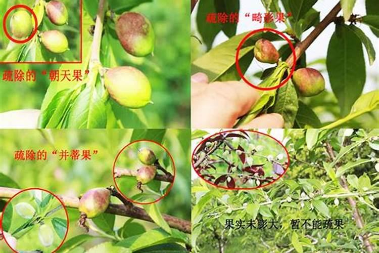 香瓜近头接出来的瓜是否不需要？