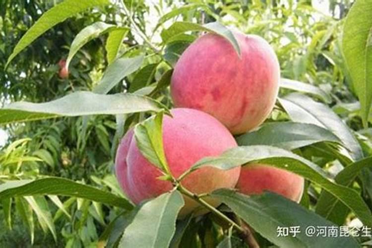 大棚油桃什么时间补钙好？