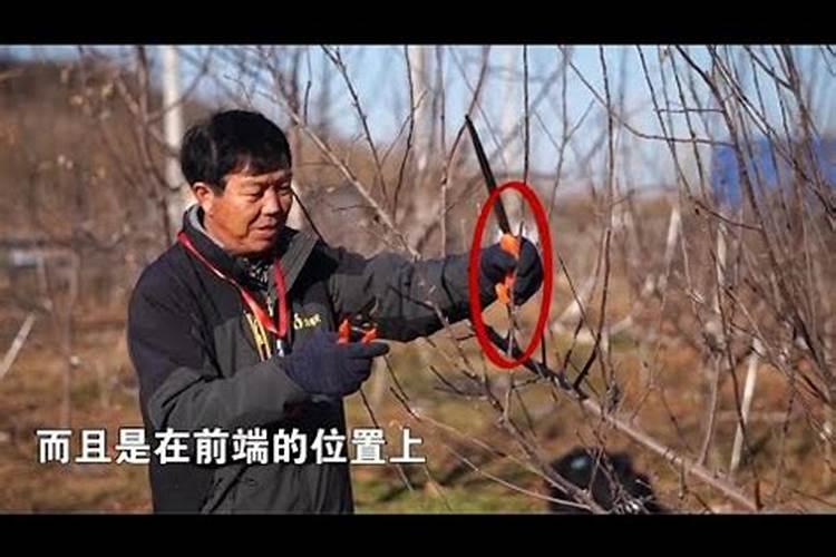 请问载植三年的苹果树什么时候施肥最好
