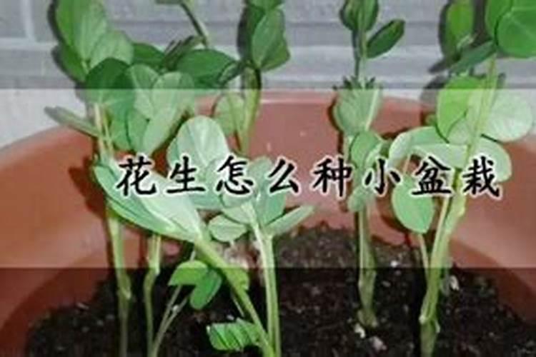 花生8月份喷什么促高产？
