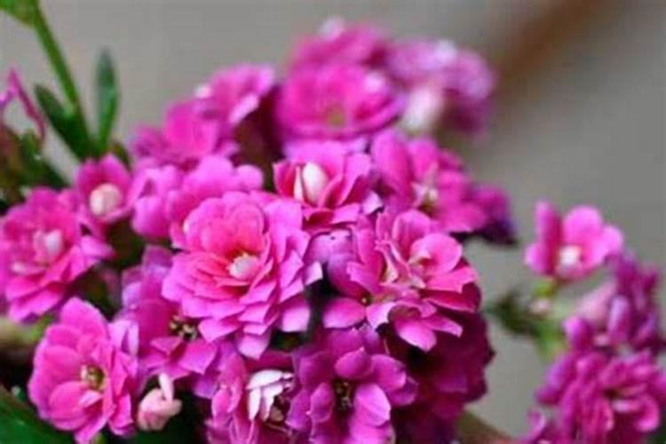 长寿花冬天怎么过冬,可以上肥吗