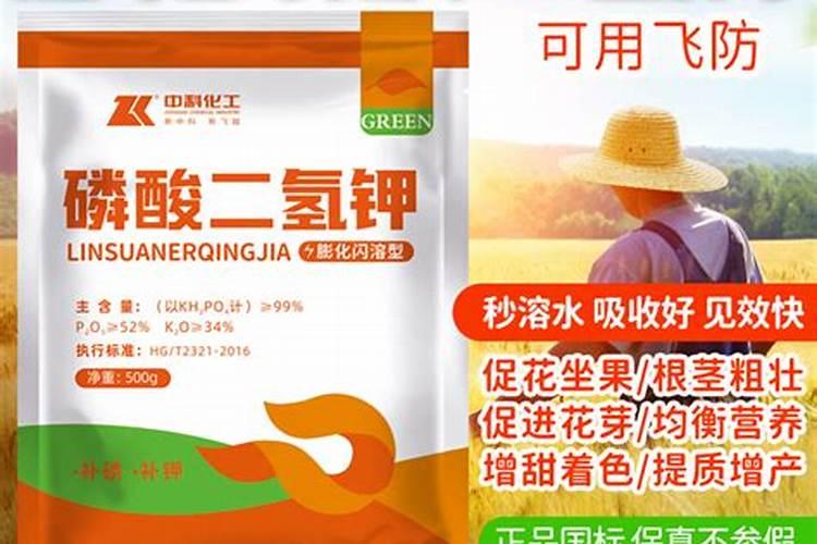 什么植物叶面肥变绿最快