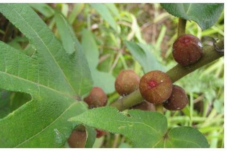 我想种植冬桃该什么季节育苗