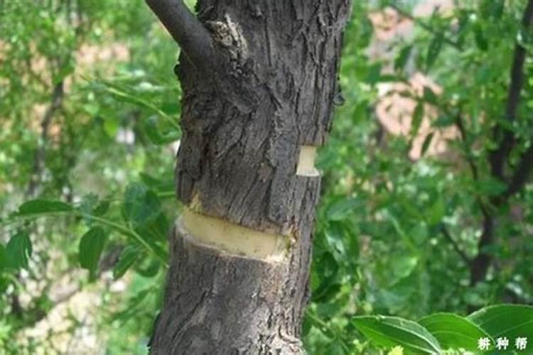 枣树保花保果的措施